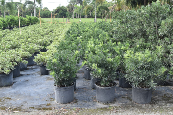 podocarpus-macrophyllus-pringles-japanese-yew