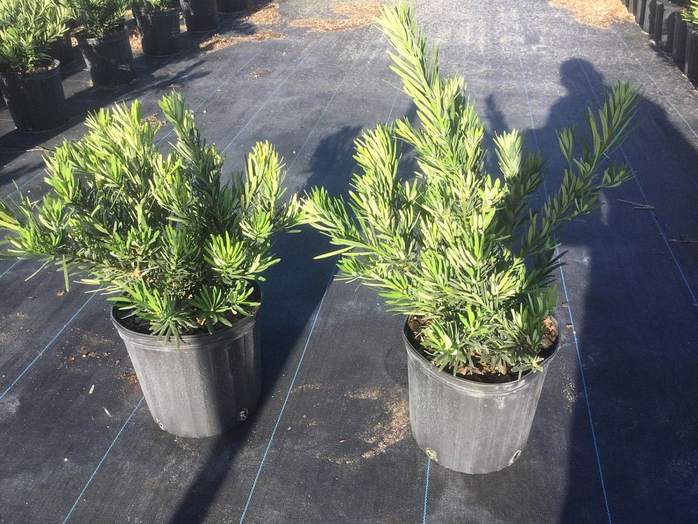podocarpus-macrophyllus-pringles-japanese-yew