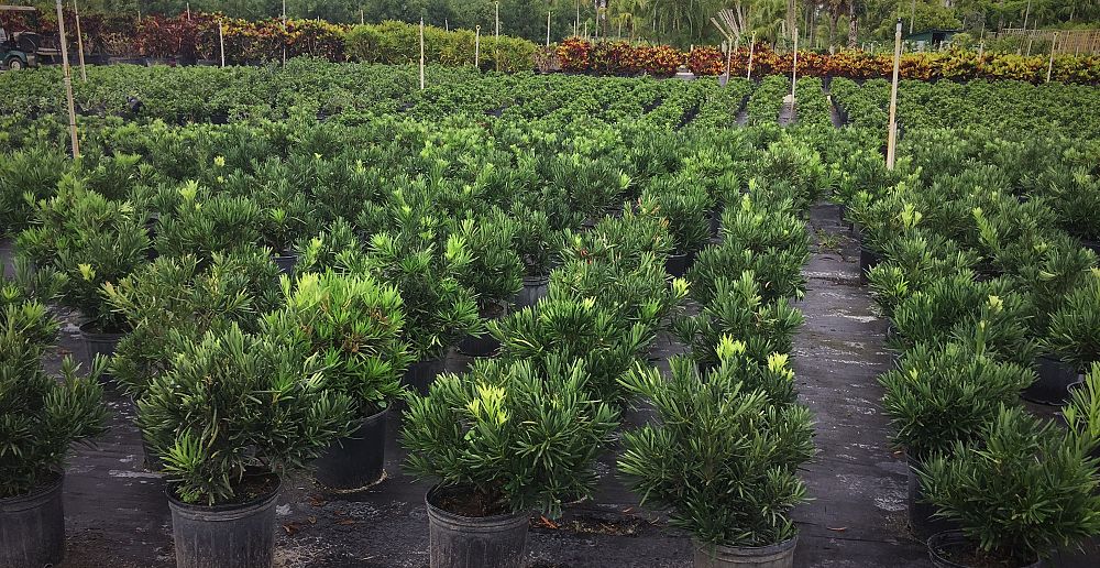 podocarpus-macrophyllus-pringles-japanese-yew