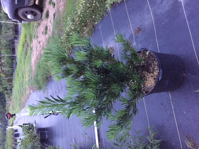 podocarpus-macrophyllus-pringles-japanese-yew