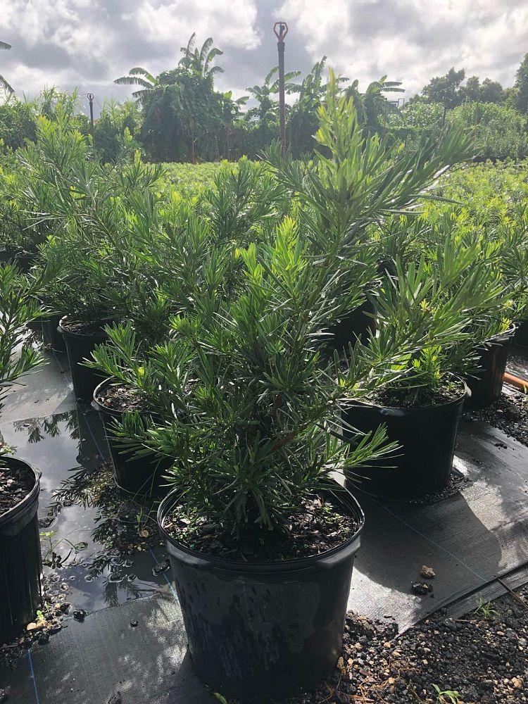 podocarpus-macrophyllus-pringles-japanese-yew