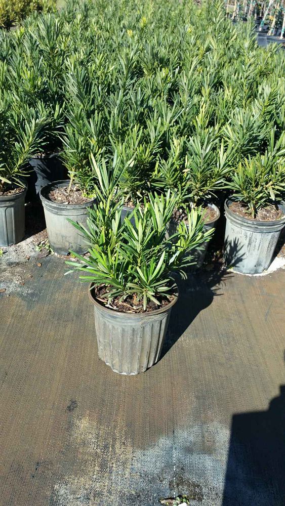 podocarpus-macrophyllus-pringles-japanese-yew
