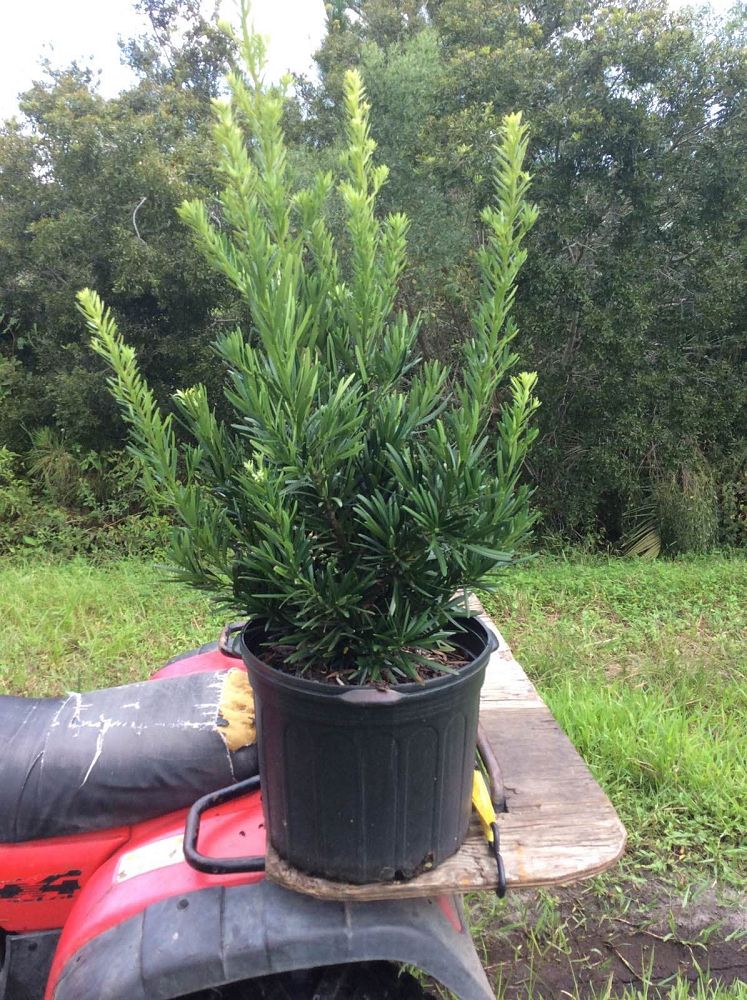 podocarpus-macrophyllus-pringles-japanese-yew