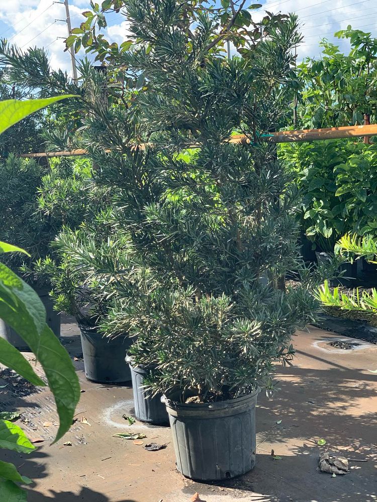 podocarpus-macrophyllus-pringles-japanese-yew