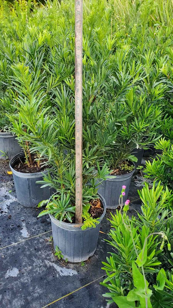 podocarpus-macrophyllus-pringles-japanese-yew