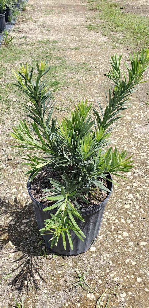podocarpus-macrophyllus-pringles-japanese-yew