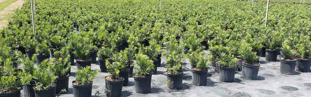 podocarpus-macrophyllus-pringles-japanese-yew