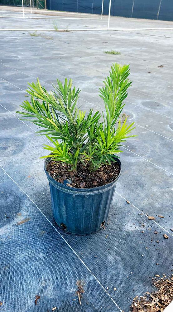 podocarpus-macrophyllus-pringles-japanese-yew