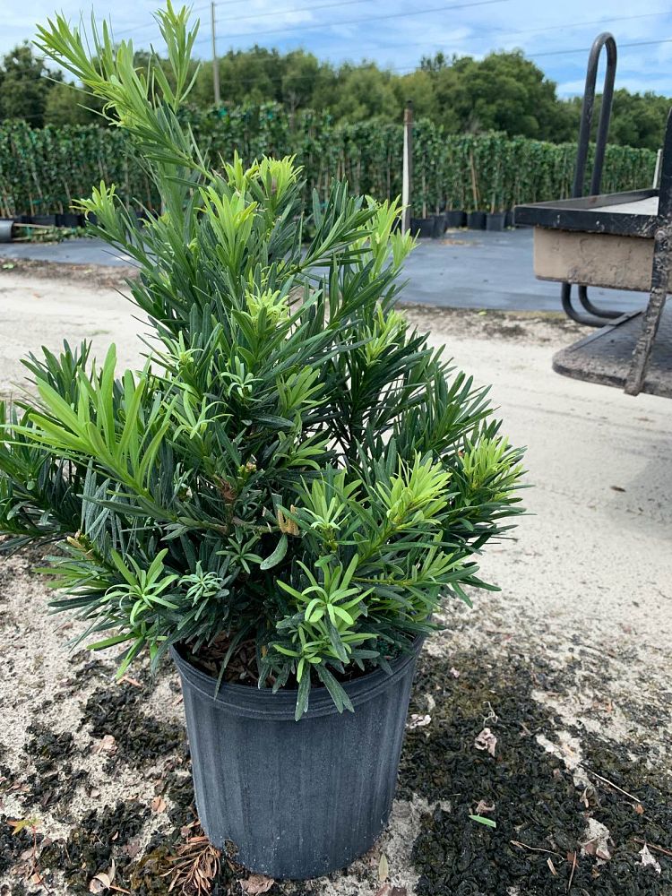 podocarpus-macrophyllus-pringles-japanese-yew