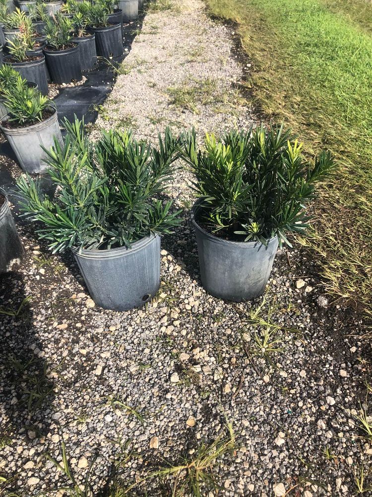 podocarpus-macrophyllus-pringles-japanese-yew
