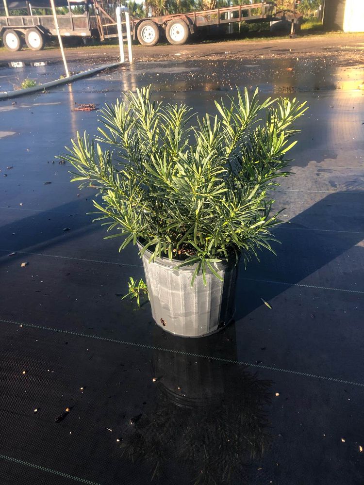 podocarpus-macrophyllus-pringles-japanese-yew