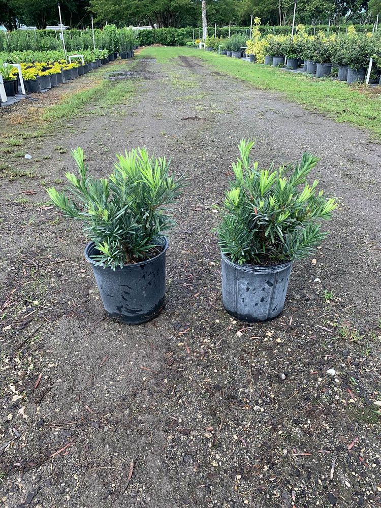 podocarpus-macrophyllus-pringles-japanese-yew