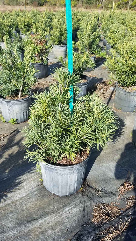 podocarpus-macrophyllus-pringles-japanese-yew