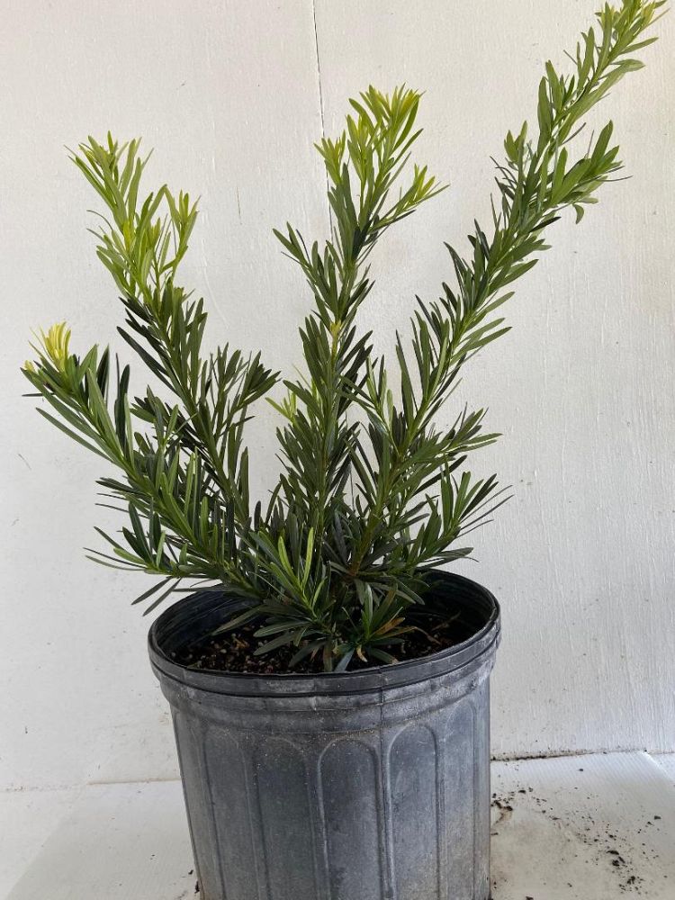 podocarpus-macrophyllus-pringles-japanese-yew