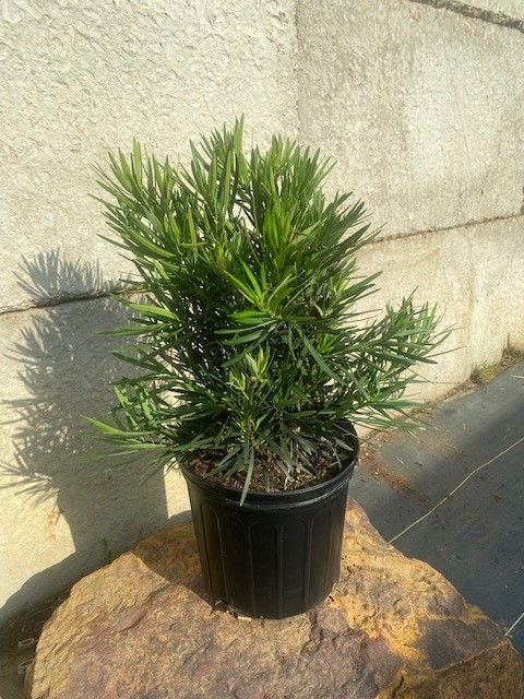 podocarpus-macrophyllus-pringles-japanese-yew