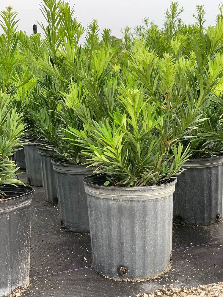 podocarpus-macrophyllus-pringles-japanese-yew