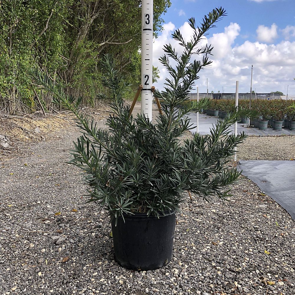 podocarpus-macrophyllus-pringles-japanese-yew