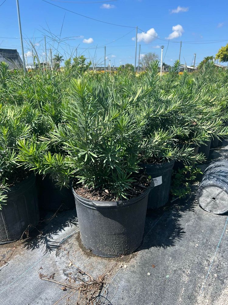 podocarpus-macrophyllus-pringles-japanese-yew