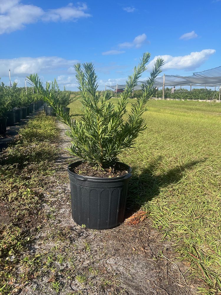 podocarpus-macrophyllus-pringles-japanese-yew