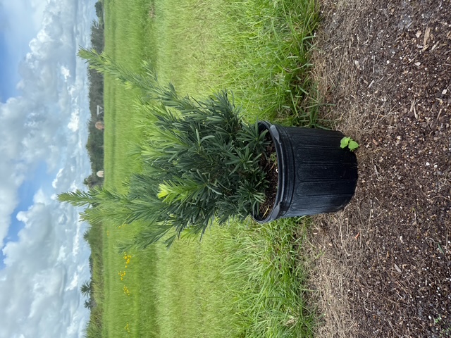 podocarpus-macrophyllus-pringles-japanese-yew