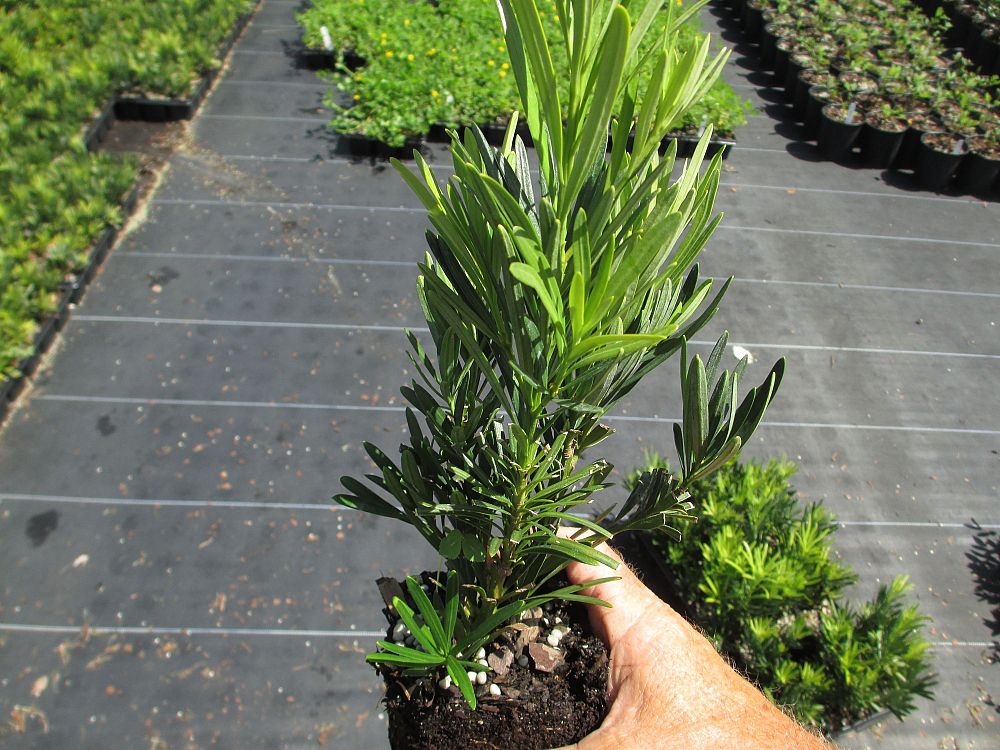 podocarpus-macrophyllus-pringles-japanese-yew