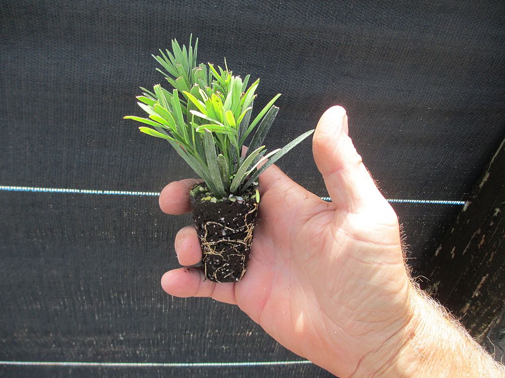 podocarpus-macrophyllus-pringles-japanese-yew