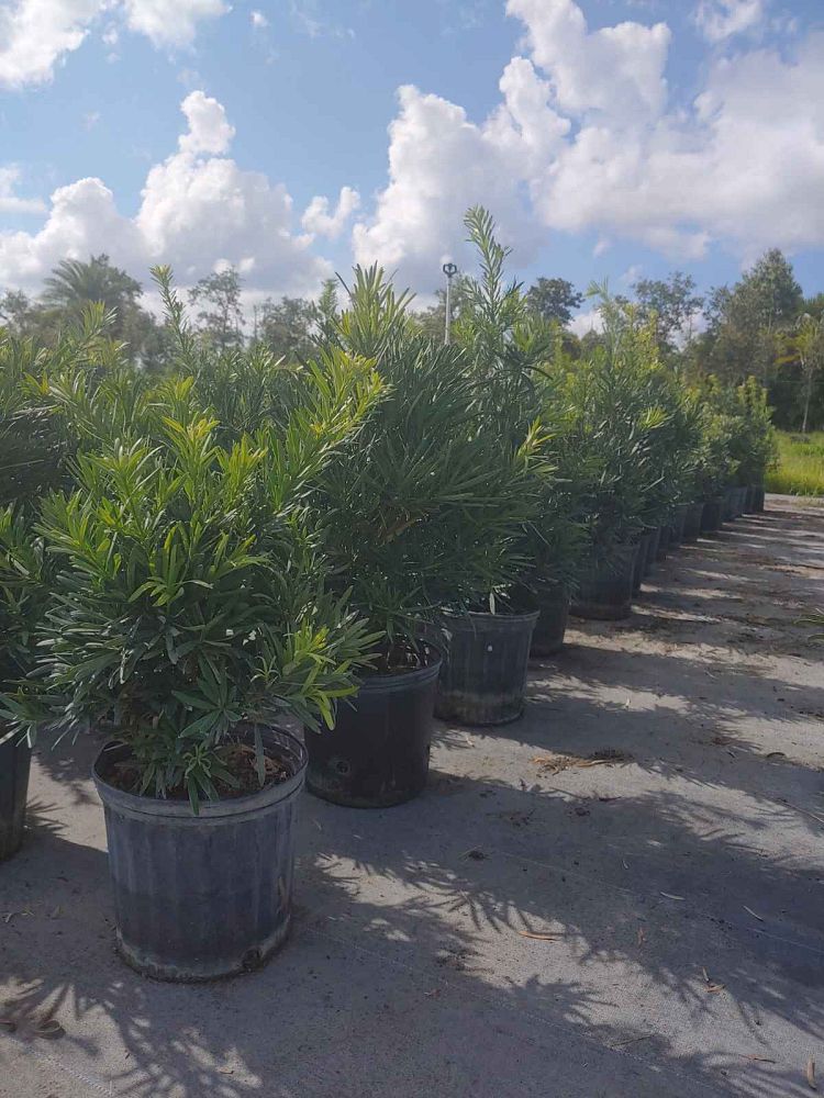 podocarpus-macrophyllus-pringles-japanese-yew