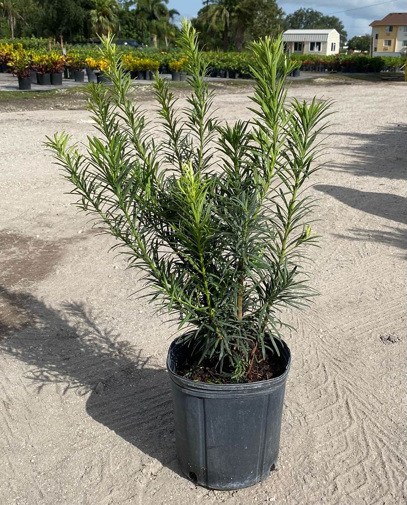 podocarpus-macrophyllus-pringles-japanese-yew