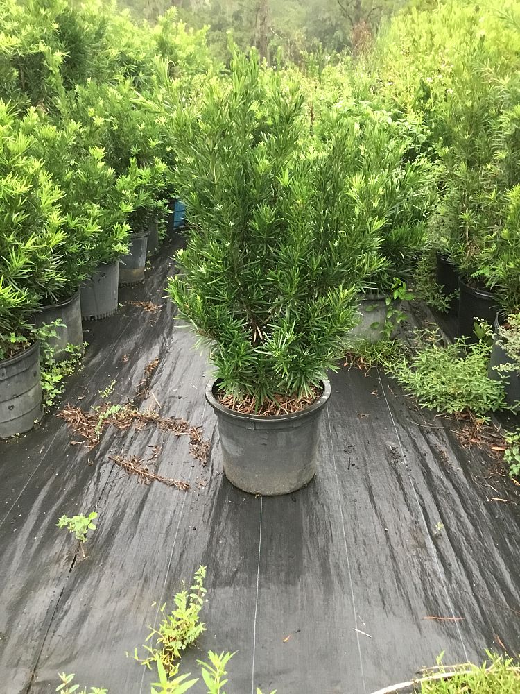 podocarpus-macrophyllus-pringles-japanese-yew