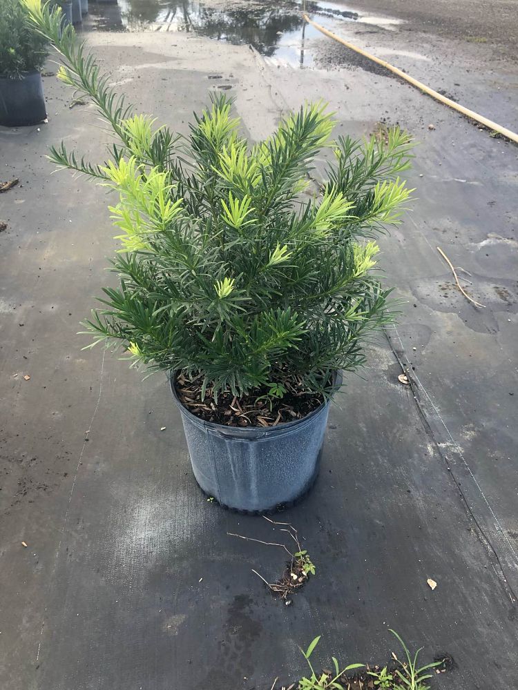 podocarpus-macrophyllus-pringles-japanese-yew