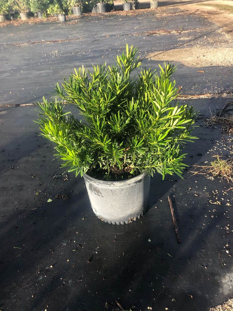 podocarpus-macrophyllus-pringles-japanese-yew