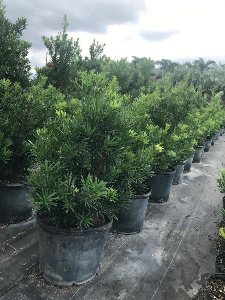podocarpus-macrophyllus-pringles-japanese-yew