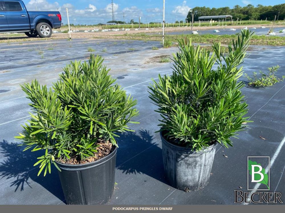 podocarpus-macrophyllus-pringles-japanese-yew