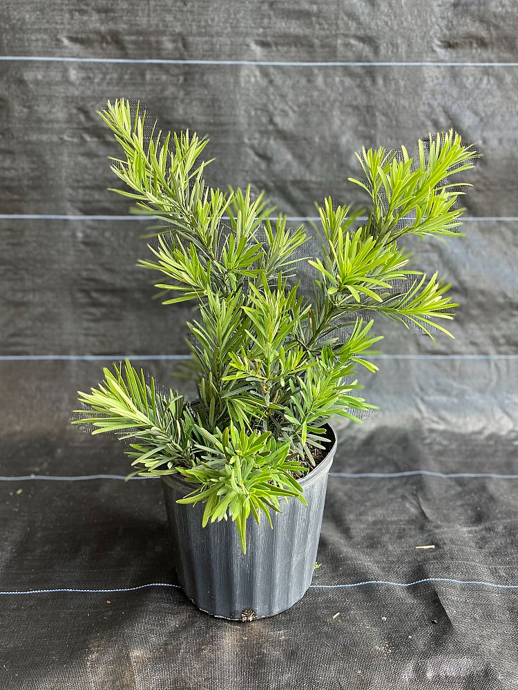 podocarpus-macrophyllus-pringles-japanese-yew