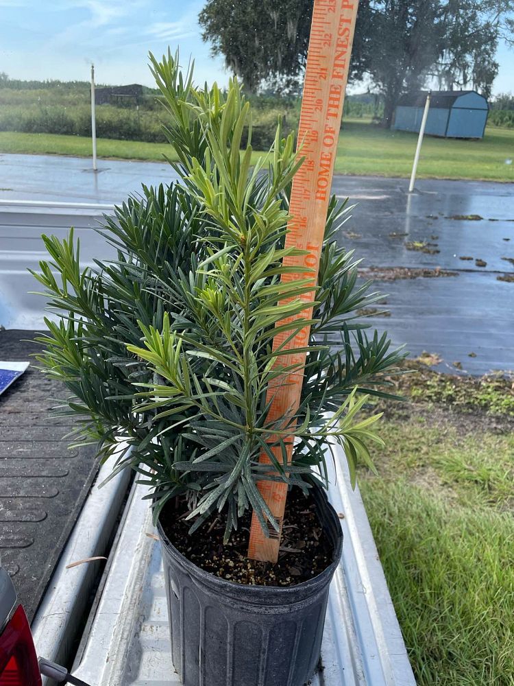 podocarpus-macrophyllus-pringles-japanese-yew