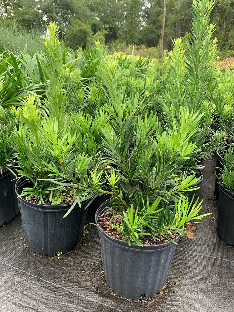 podocarpus-macrophyllus-pringles-japanese-yew