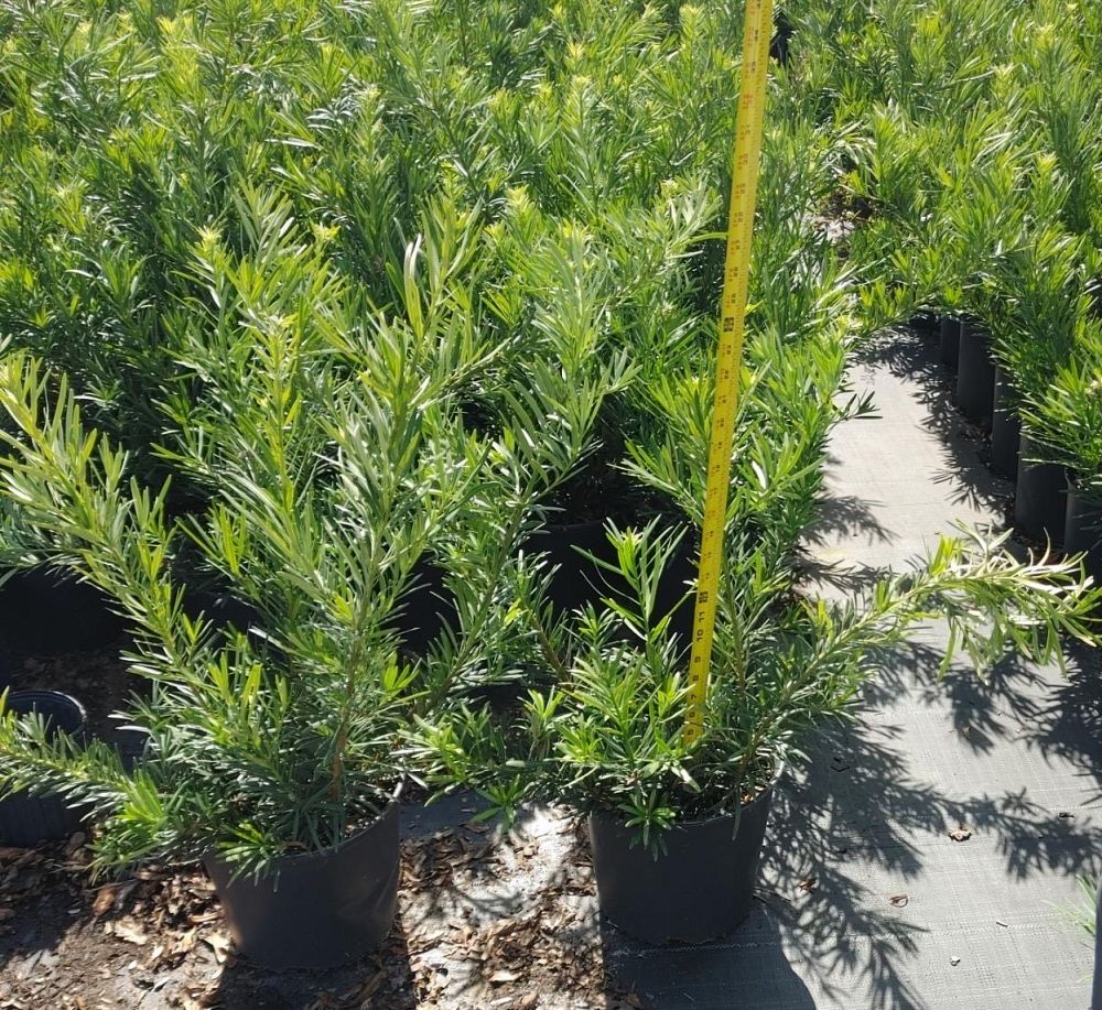 podocarpus-macrophyllus-pringles-japanese-yew