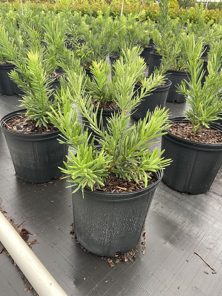 podocarpus-macrophyllus-pringles-japanese-yew