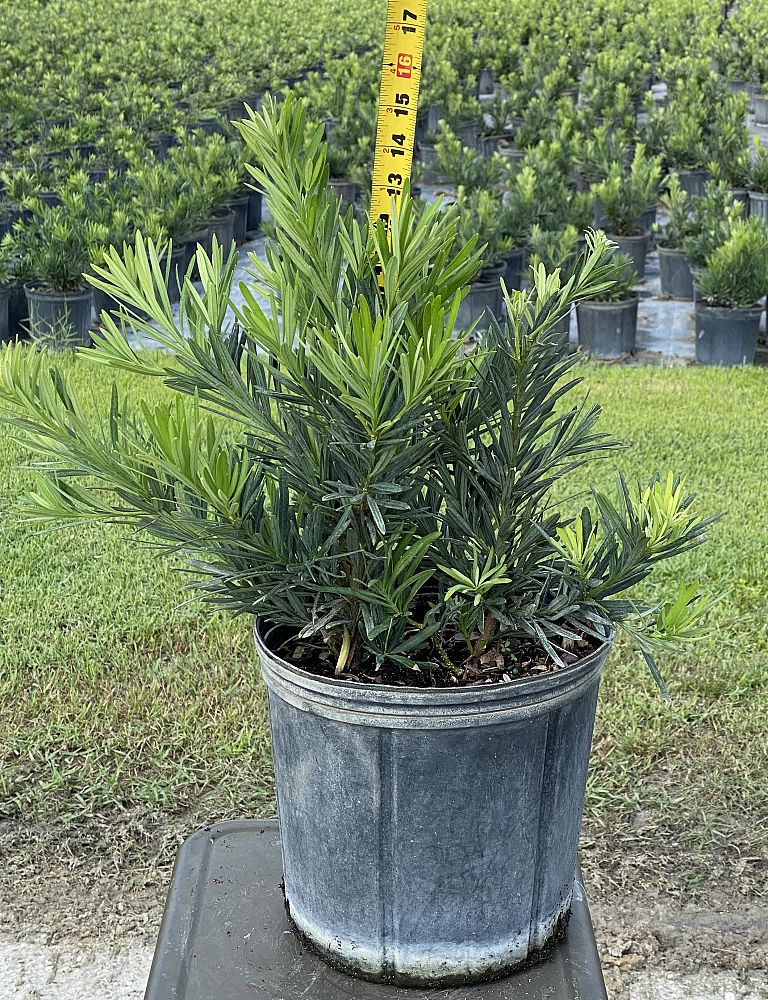 podocarpus-macrophyllus-pringles-japanese-yew