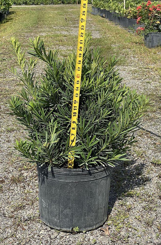 podocarpus-macrophyllus-pringles-japanese-yew
