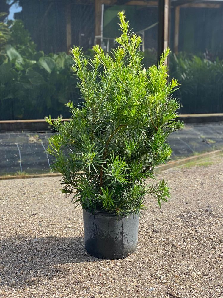 podocarpus-macrophyllus-pringles-japanese-yew