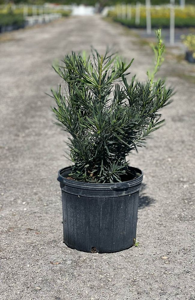 podocarpus-macrophyllus-pringles-japanese-yew