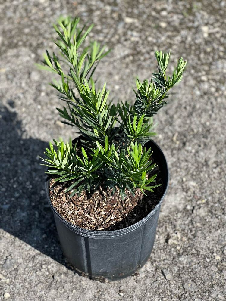 podocarpus-macrophyllus-pringles-japanese-yew