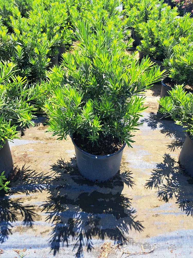 podocarpus-macrophyllus-pringles-japanese-yew