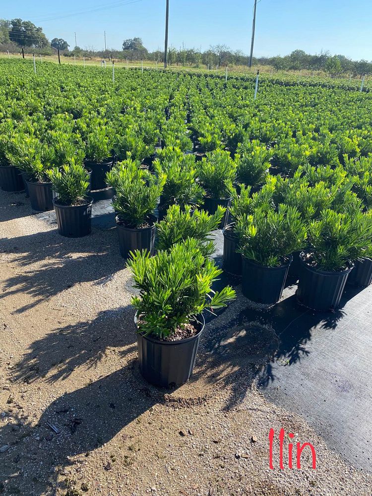 podocarpus-macrophyllus-pringles-japanese-yew