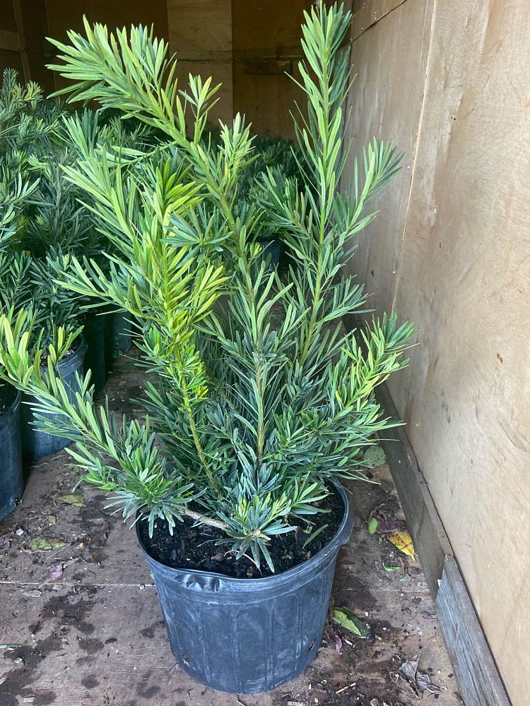 podocarpus-macrophyllus-pringles-japanese-yew