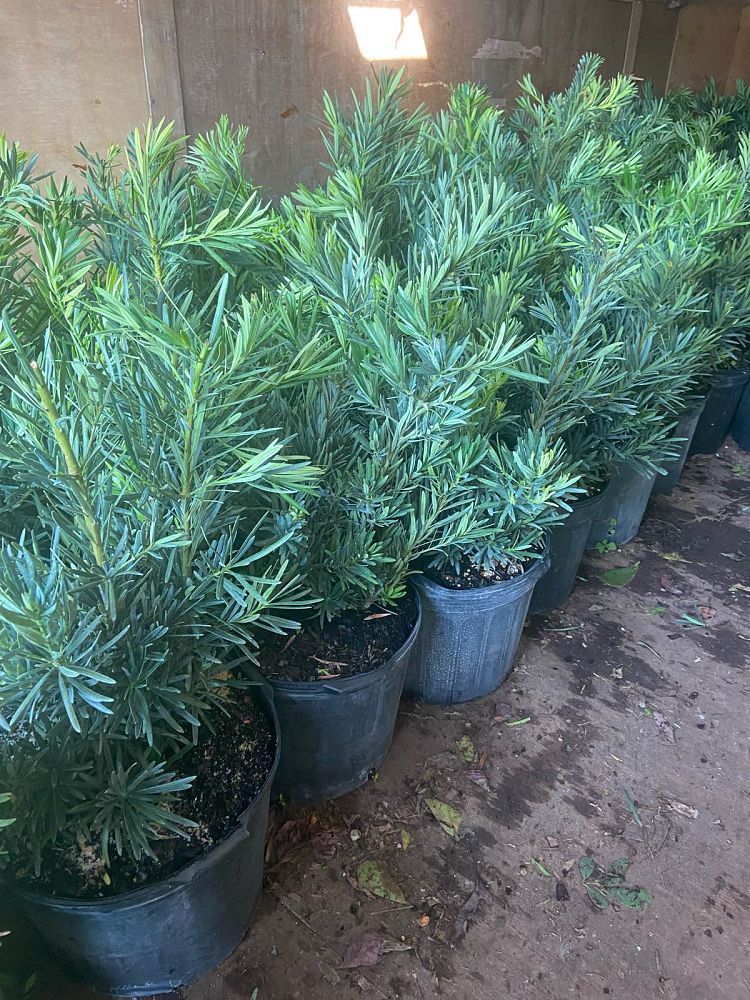 podocarpus-macrophyllus-pringles-japanese-yew