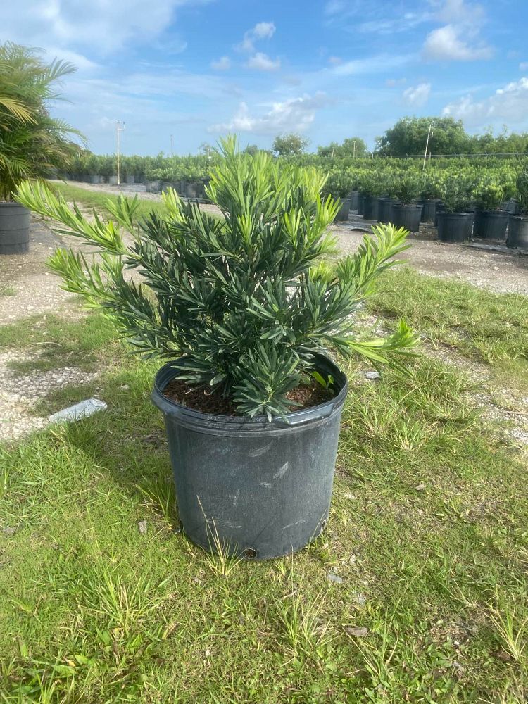 podocarpus-macrophyllus-pringles-japanese-yew