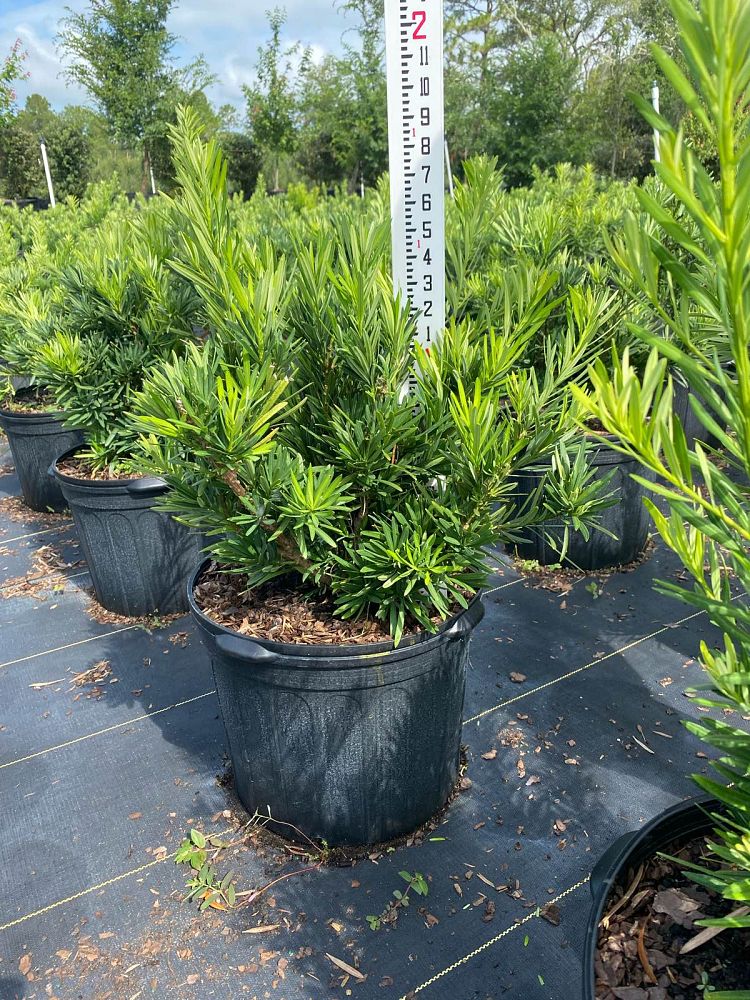 podocarpus-macrophyllus-pringles-japanese-yew