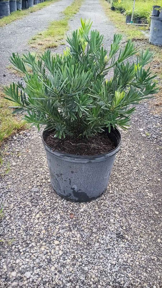 podocarpus-macrophyllus-pringles-japanese-yew